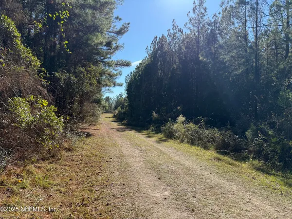 a view of a forest with a tree