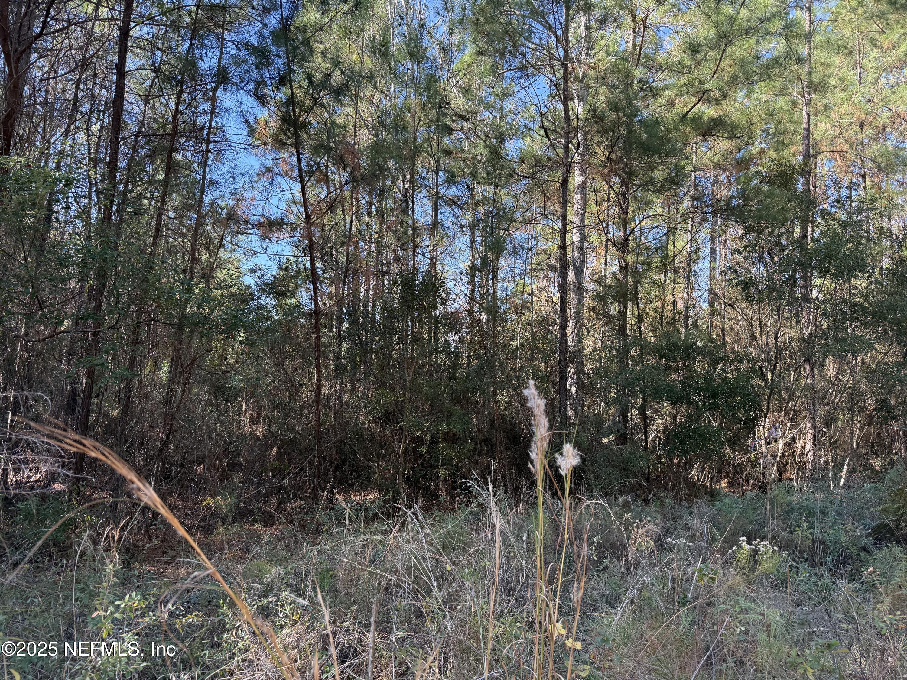 0 Do Hi Way Hilliard, FL 32046 - Photo 15 of 31 a view of a forest with a tree