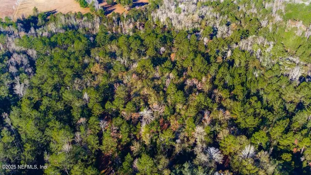 a view of a forest with a tree