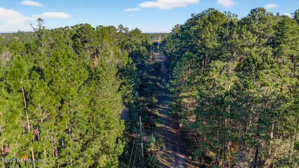 a view of a forest with plants and trees