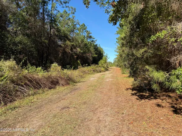 a view of a yard with plants and large trees