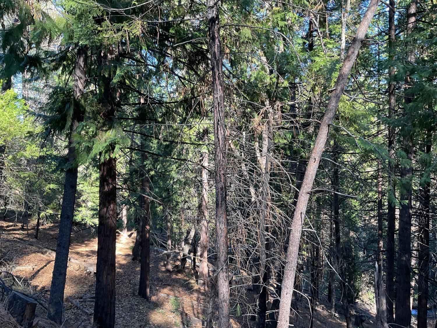 369 Canyon View Drive Murphys, CA 95247 - Photo 3 of 5