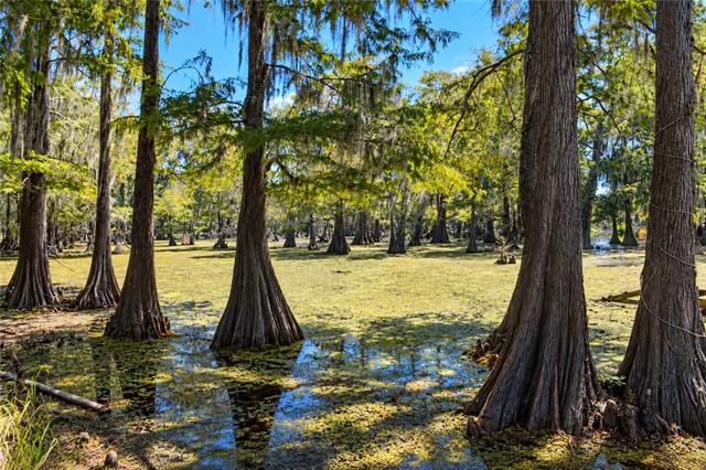2028 Hardwater Lake Road Pollock, LA 71467 - Photo 9 of 54 Gallery Image 9