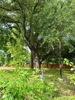 a green field with lots of trees