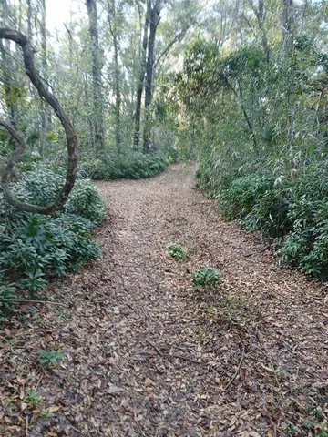 a view of a forest with trees in the background