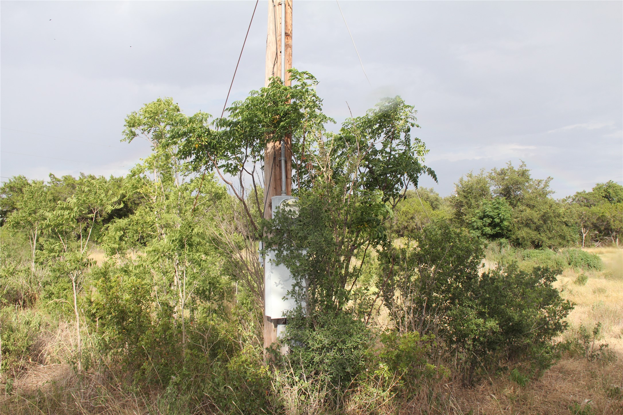 4715 Eck Lane Austin, TX 78734 - Photo 17 of 19 a plant that is in middle of forest