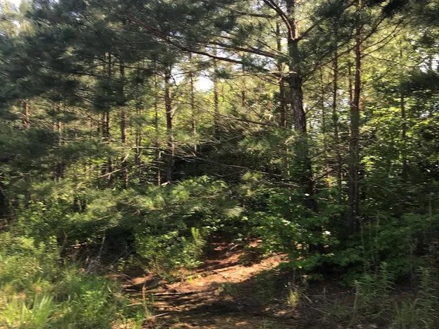 $230,000 | 0 Us 259, Daingerfield, TX 75638