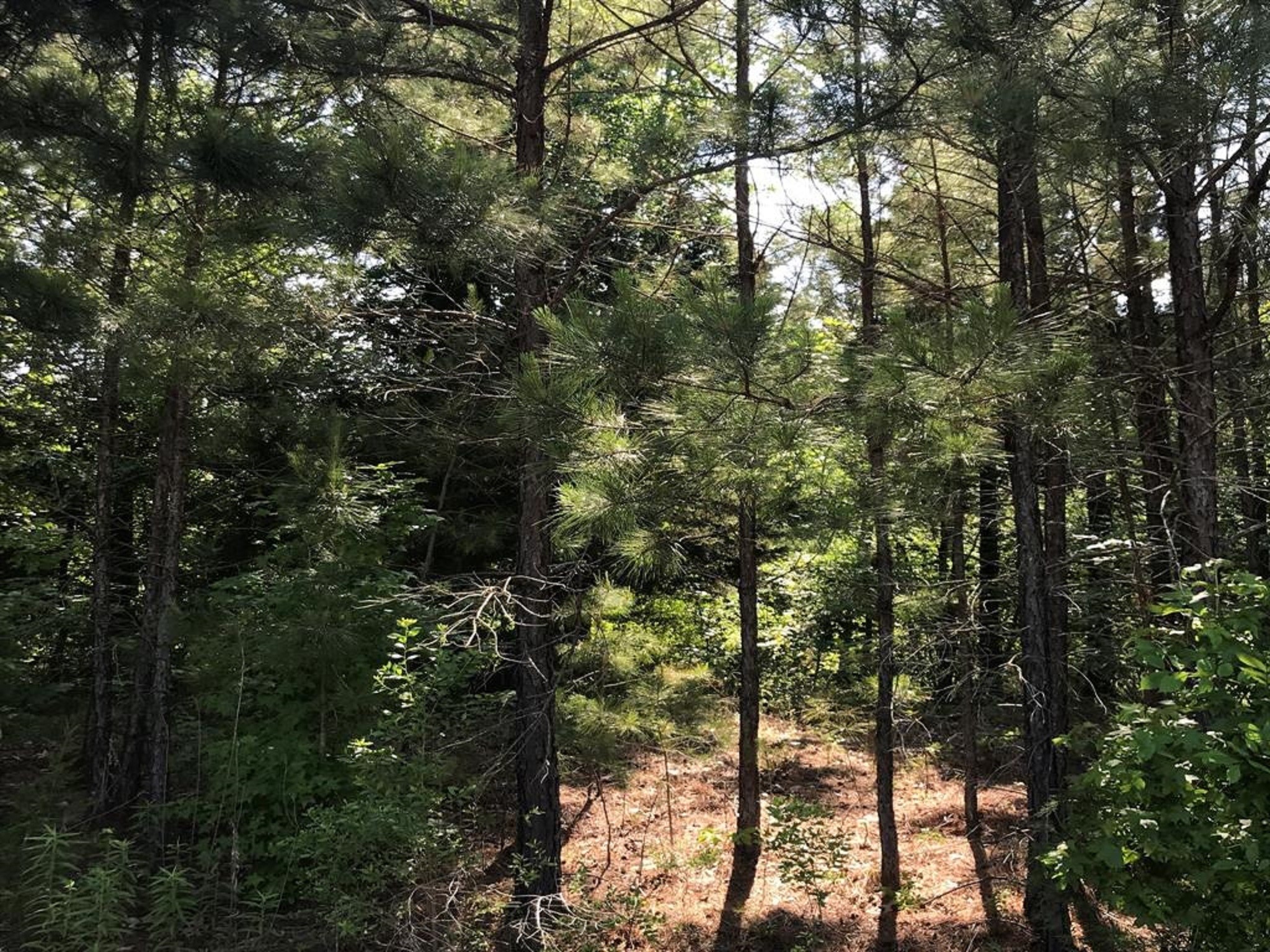 0 South Us Highway Henderson, TX 75654 - Photo 9 of 20