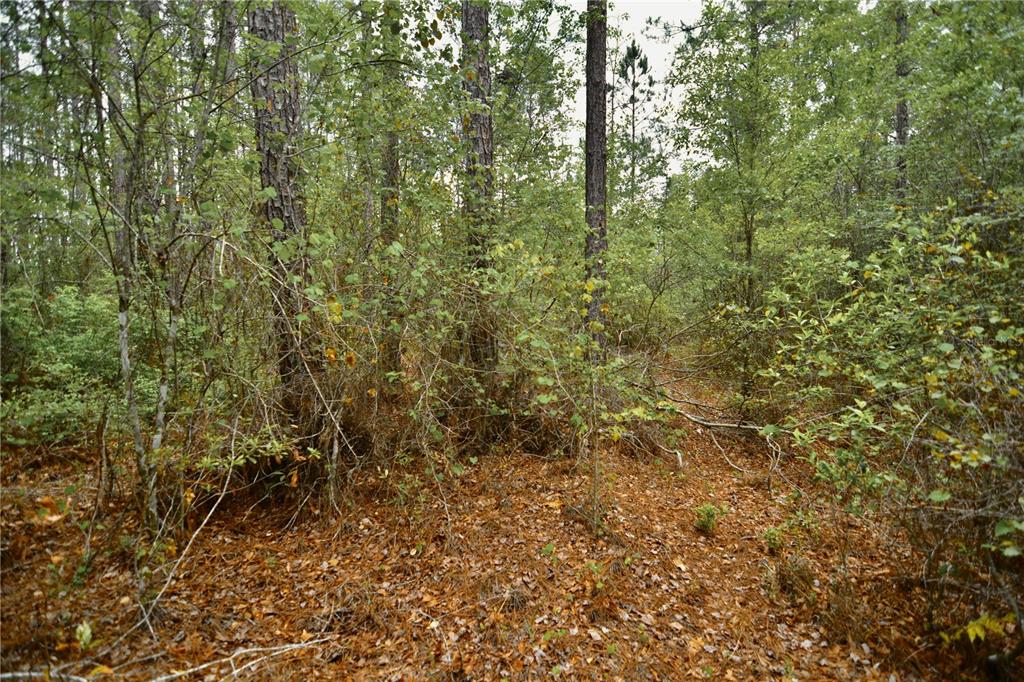 Sweet Gum Road Glen St. Mary, FL 32040 - Photo 12 of 44