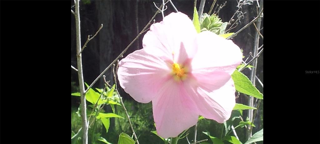 1675 Perch Lane Seville, FL 32190 - Photo 12 of 27 a view of a staircase