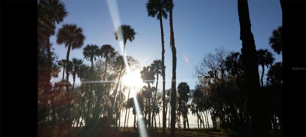 1675 Perch Lane Seville, FL 32190 - Photo 16 of 27 a view of a yard