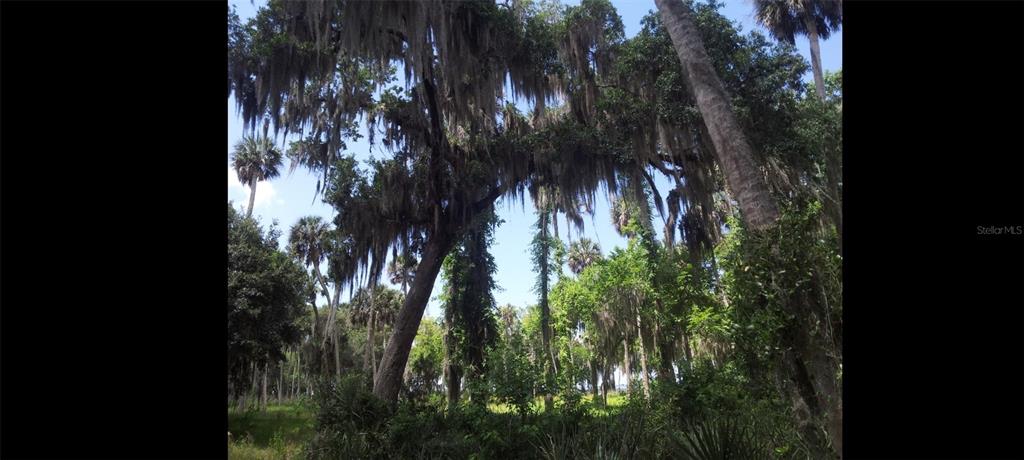 1675 Perch Lane Seville, FL 32190 - Photo 19 of 27 a view of a tree in a yard