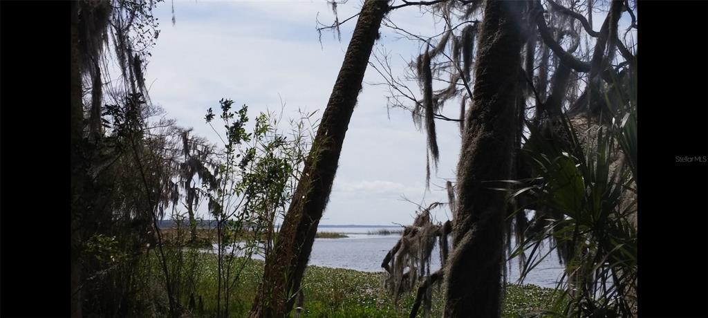 1675 Perch Lane Seville, FL 32190 - Photo 22 of 27 a view of a backyard of a house with a large tree