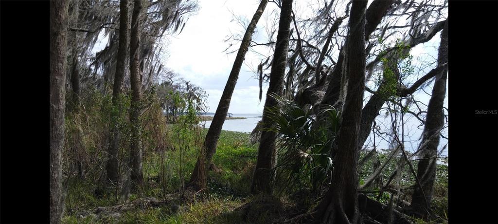 1675 Perch Lane Seville, FL 32190 - Photo 23 of 27 a view of outdoor space and trees