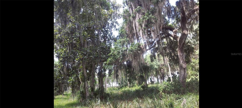 1675 Perch Lane Seville, FL 32190 - Photo 27 of 27 a view of a yard