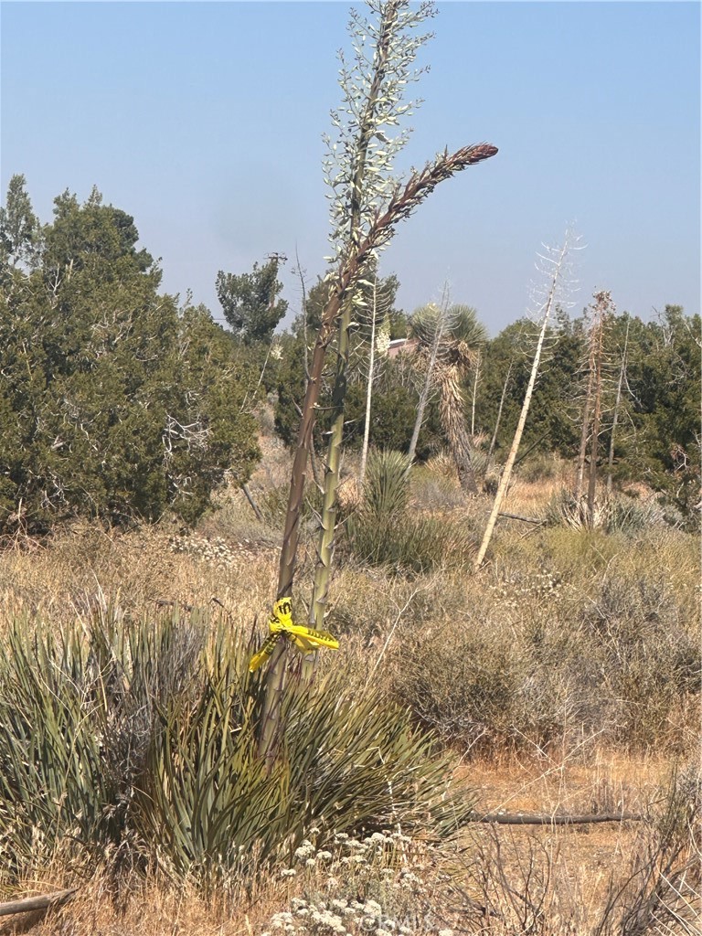 0 Coyote / Pionero Road Phelan, CA 92371 - Photo 5 of 13 South West corner yellow tape APPROXIMATE