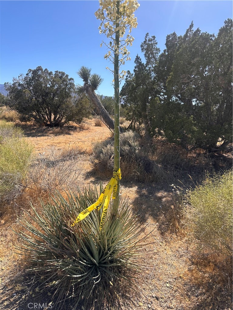 0 Coyote / Pionero Road Phelan, CA 92371 - Photo 7 of 13 North East Corner Yellow Caution Tape APPROXIMATE