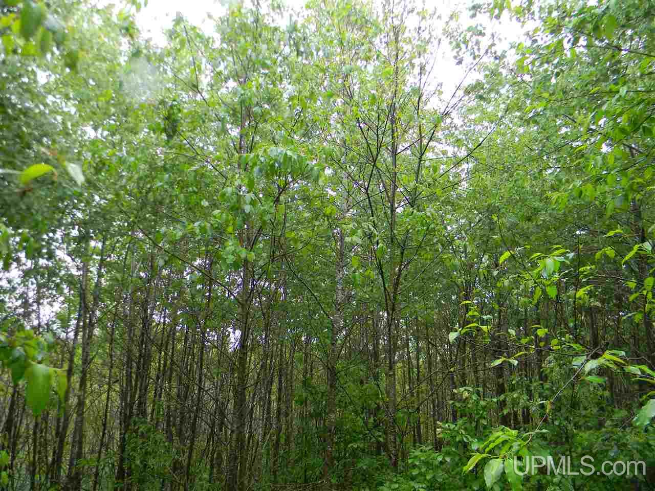 Tbd Off Sawyer Lake Road, Unit NESE Channing, MI 49815 - Photo 5 of 6