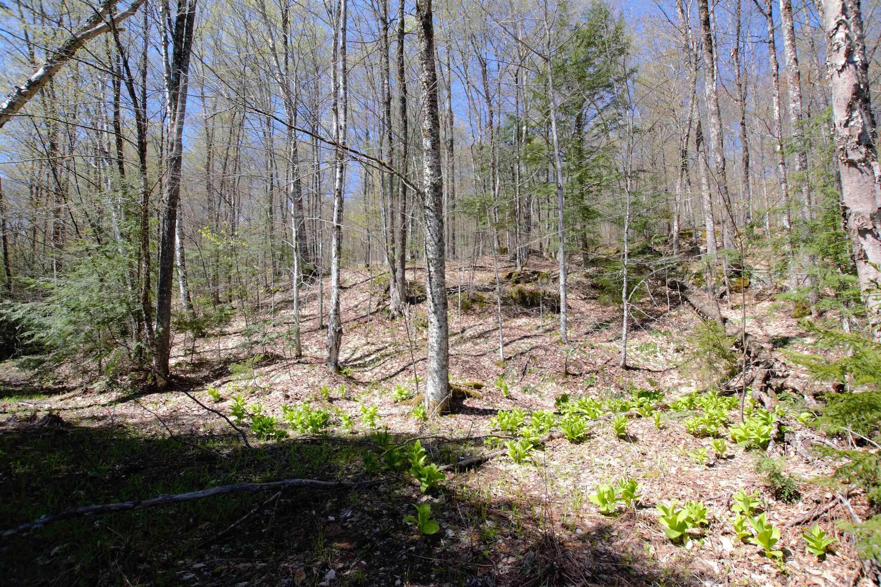 Lot 3 Berno Road, Unit LOT 3 Waterbury, VT 05676 - Photo 31 of 35