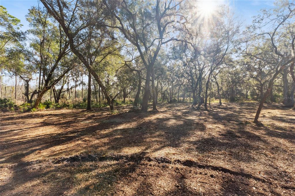 1001 Lake Harney Road Geneva, FL 32732 - Photo 14 of 34 a view of outdoor space with yard