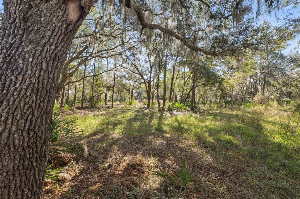 1001 Lake Harney Road Geneva, FL 32732 - Photo 18 of 34 a view of yard with trees