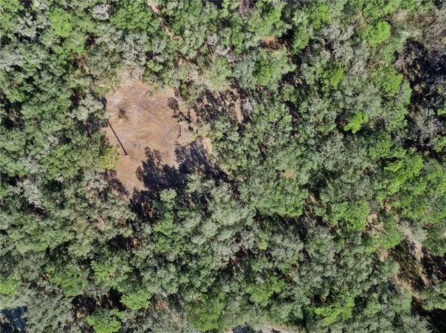 a view of a forest with a tree