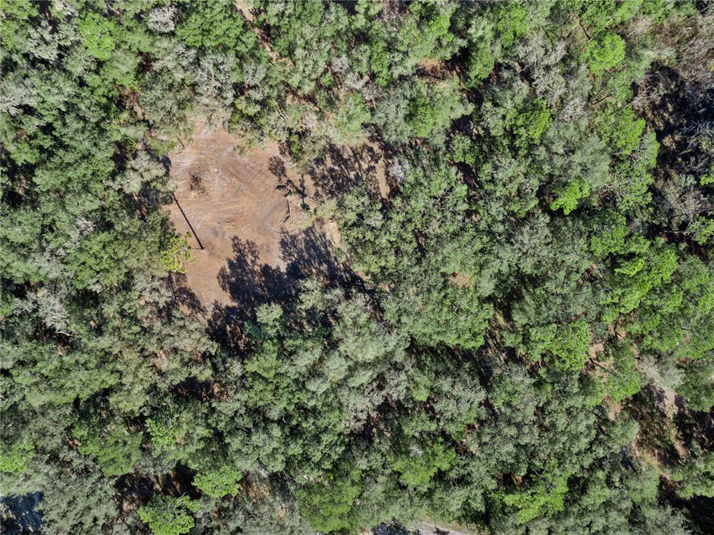 1001 Lake Harney Road Geneva, FL 32732 - Photo 33 of 34 a view of a forest with a tree