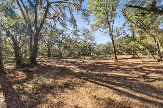 a view of a tree with a yard