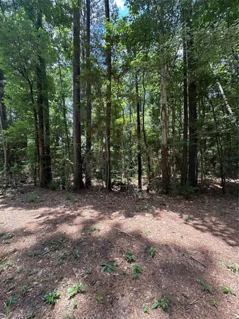 a view of a forest with trees in the background
