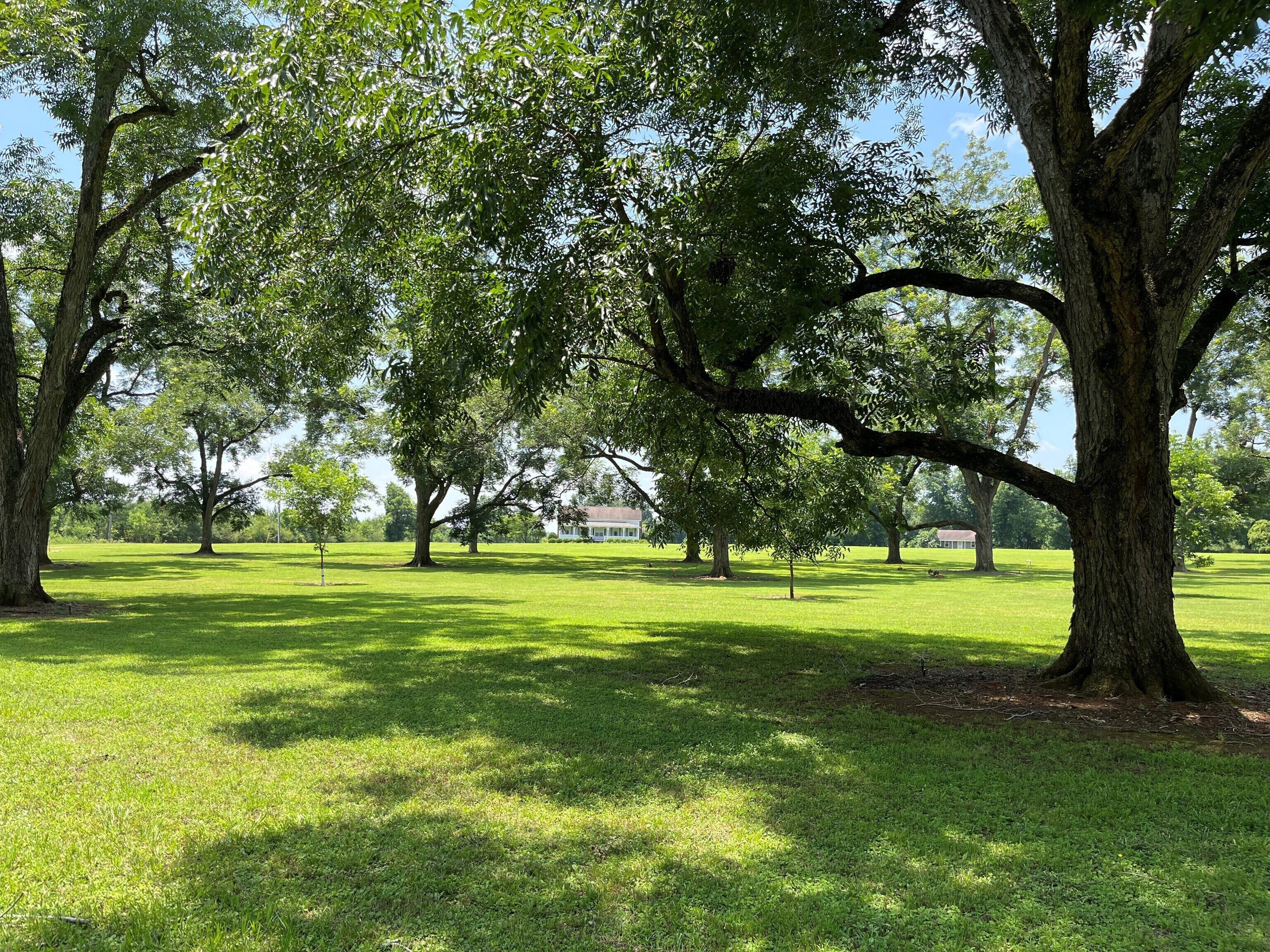 3492 Lower Shellman Road Shellman, GA 39886 - Photo 1 of 1 a view of a trees in a yard
