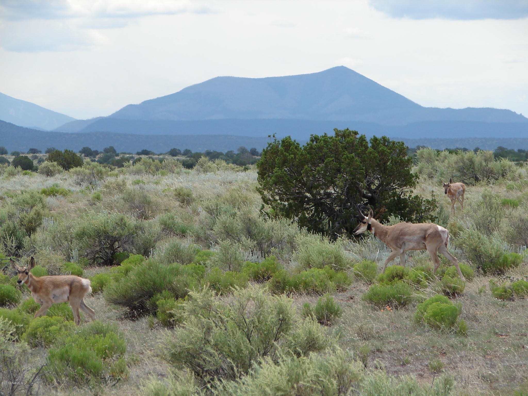 1181 East S Rim Ranch Road Williams, AZ 86046 - Photo 2 of 6 DSC08816