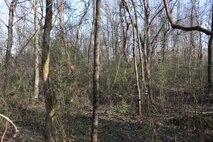 918 Dry Valley Road Townsend, TN 37882 - Photo 5 of 8 Level & wooded