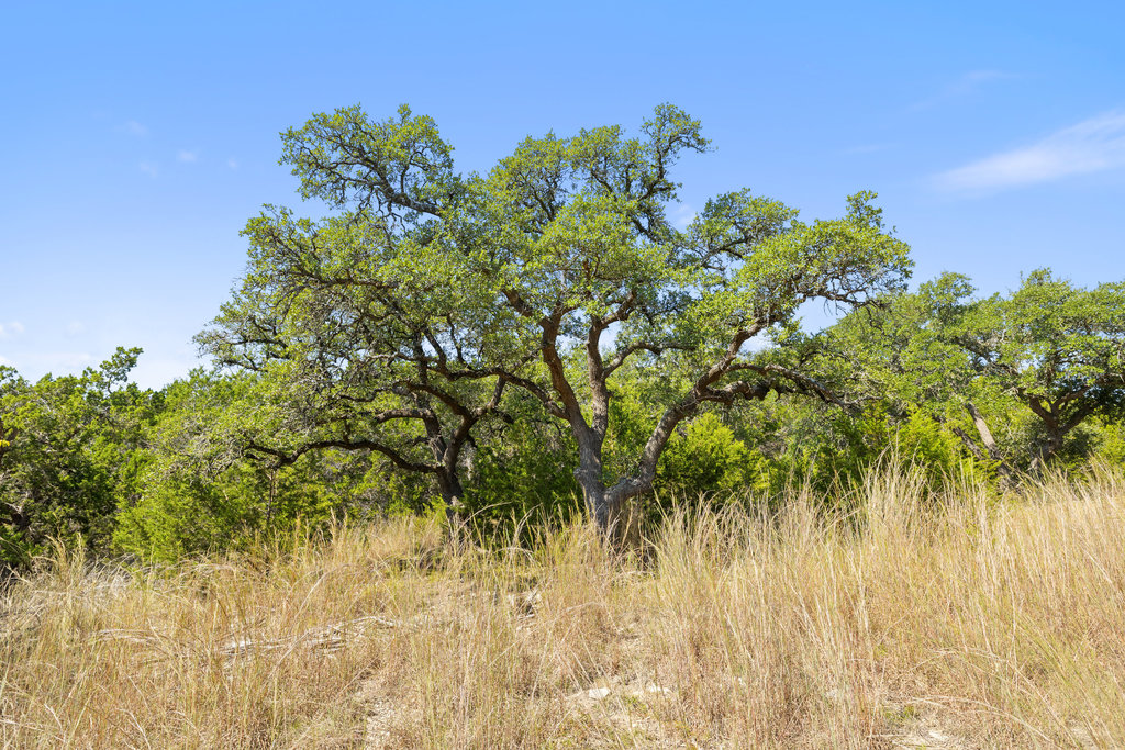 5818 Ranch Road 165 Blanco, TX 78606 - Photo 16 of 24 a view of a yard