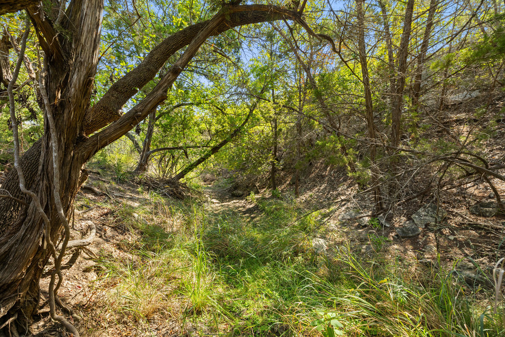 5818 Ranch Road 165 Blanco, TX 78606 - Photo 3 of 24 a view of tree