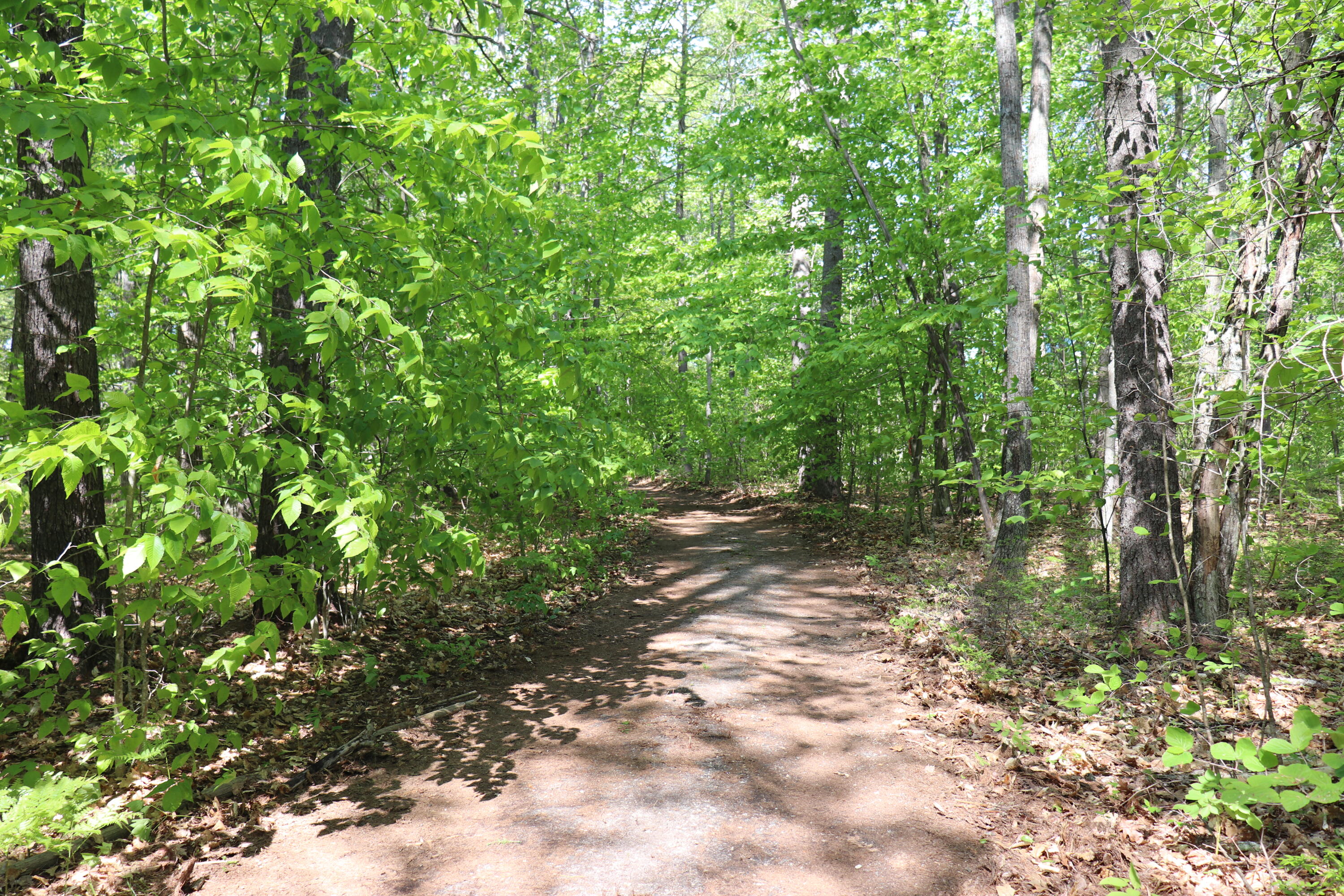 Tbd Steamboat Landing Road Naples, ME 04055 - Photo 19 of 20 Summer Lane