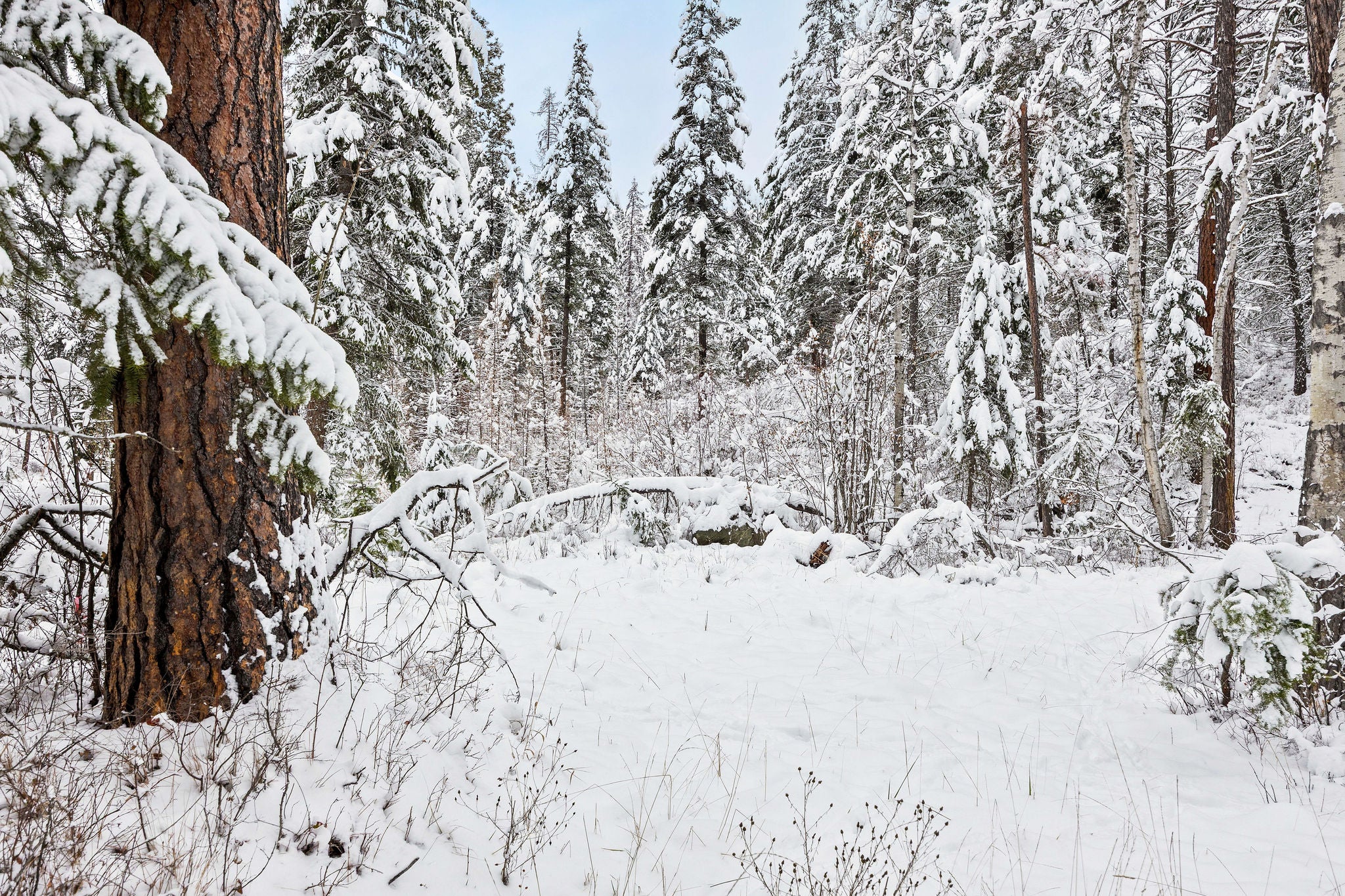 375 Ranch Road Bigfork, MT 59911 - Photo 8 of 36 Gallery Image 8