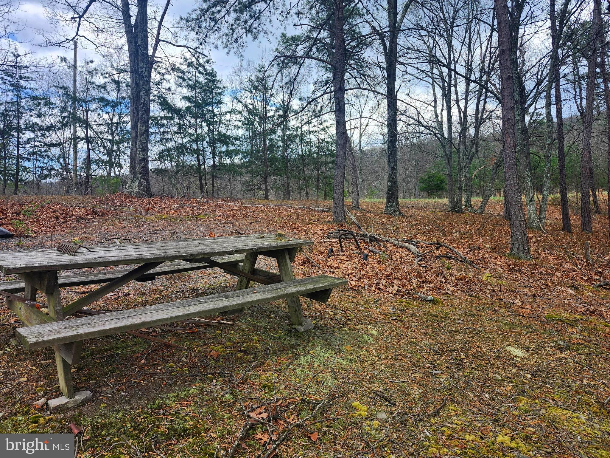 a view of a backyard with trees
