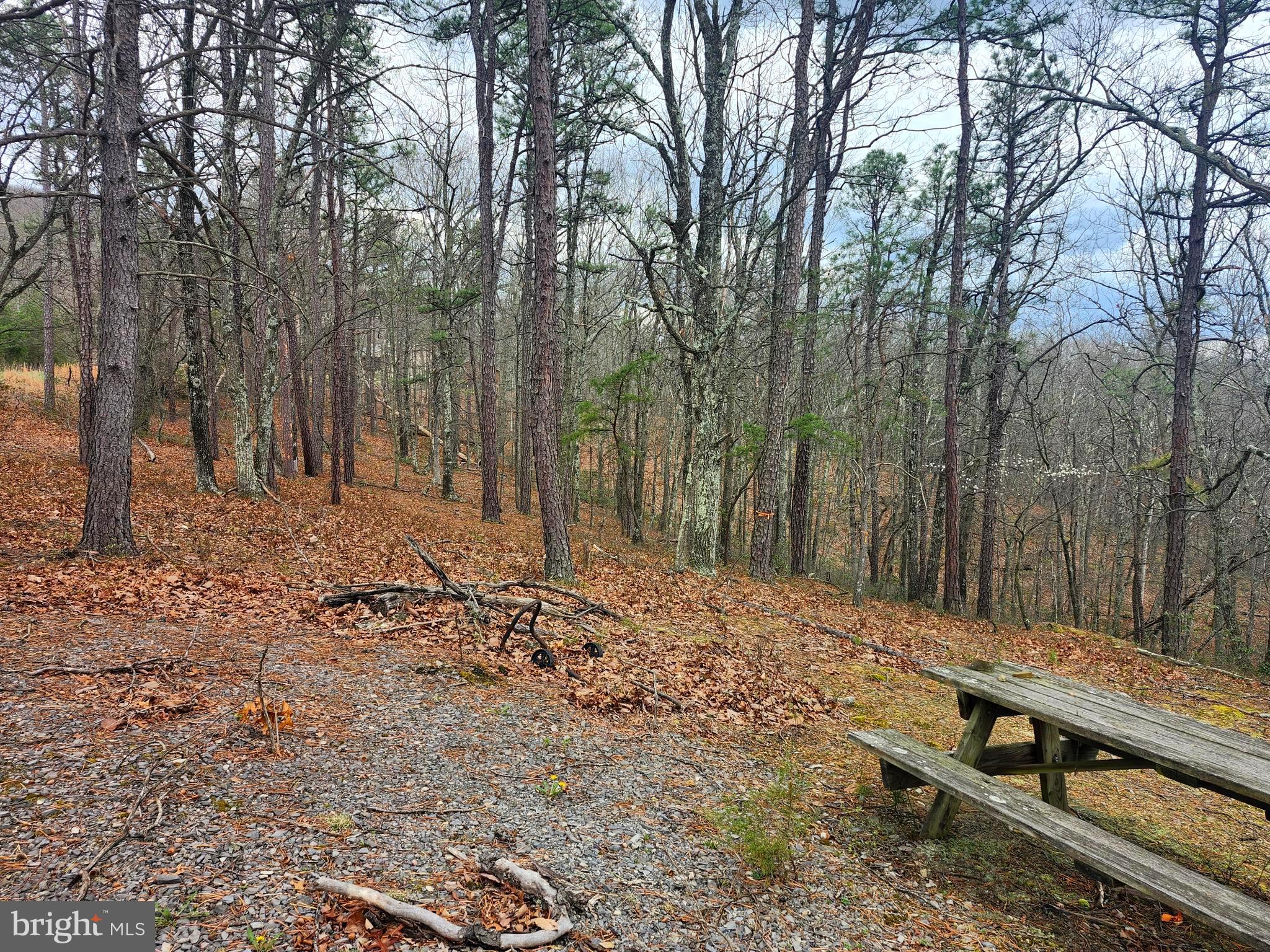 4.73-ac Brown Cardinal Ridge Romney, WV 26757 - Photo 3 of 13 a view of a backyard with trees