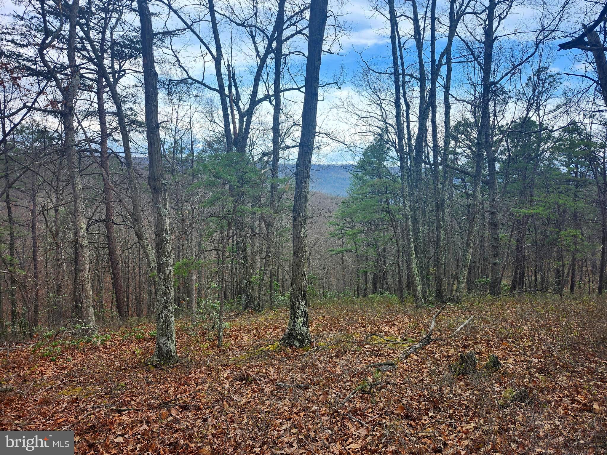 4.73-ac Brown Cardinal Ridge Romney, WV 26757 - Photo 4 of 13 a backyard of a house with lots of green space