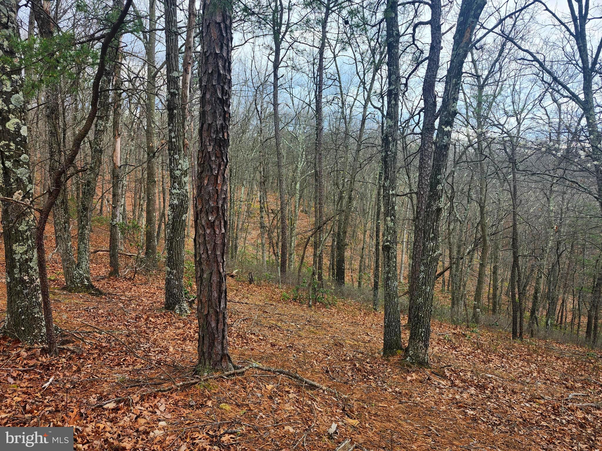 4.73-ac Brown Cardinal Ridge Romney, WV 26757 - Photo 5 of 13 a backyard of a house with lots of green space