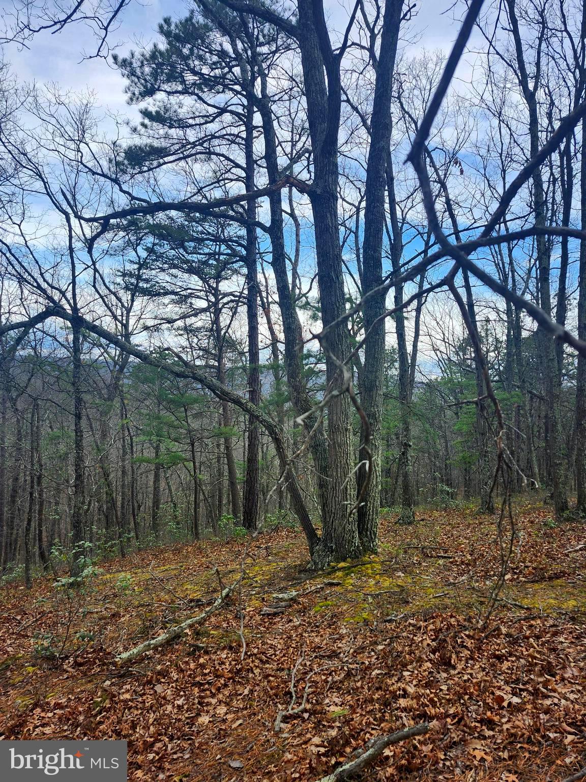 4.73-ac Brown Cardinal Ridge Romney, WV 26757 - Photo 6 of 13 a backyard of a house with lots of green space