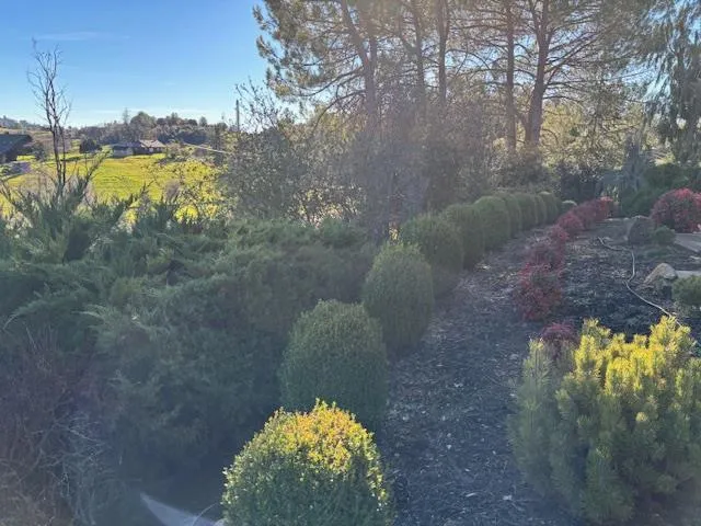 a view of a lake in a forest