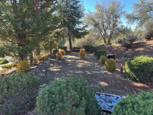 a view of a backyard with plants and trees