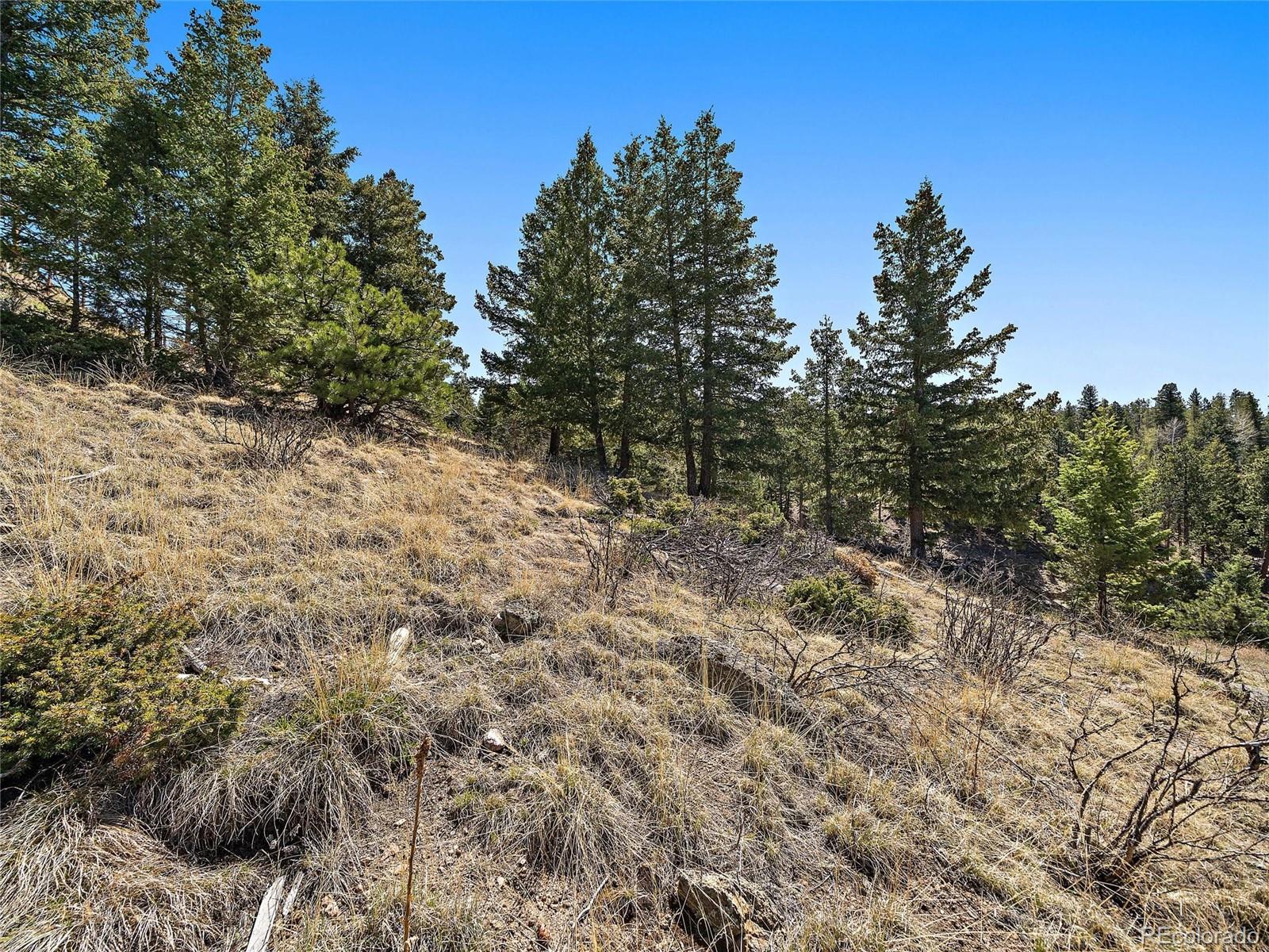 Lynx Lair Road Evergreen, CO 80439 - Photo 14 of 30 a view of a yard with a tree