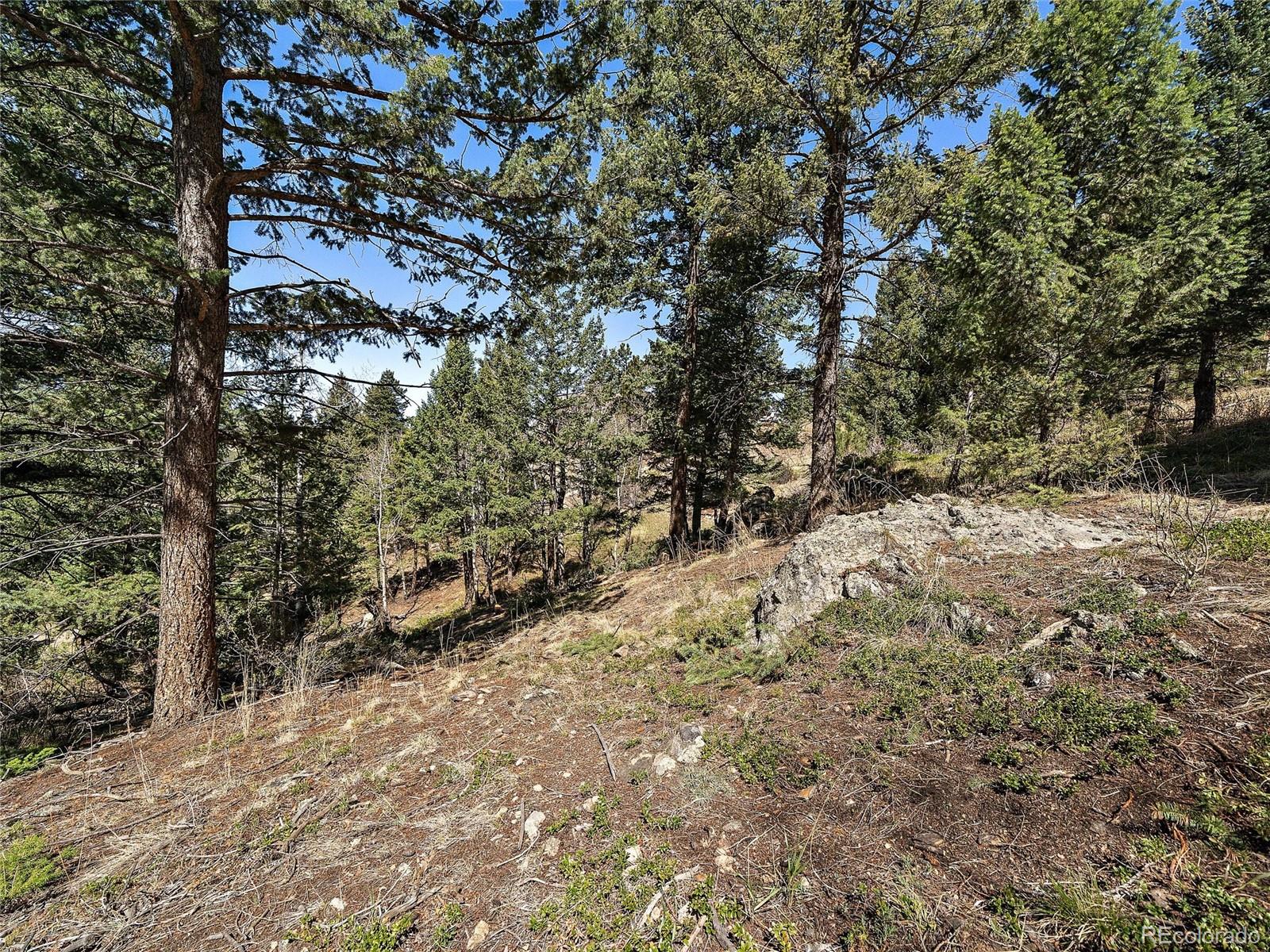 Lynx Lair Road Evergreen, CO 80439 - Photo 7 of 30 a view of a forest filled with trees
