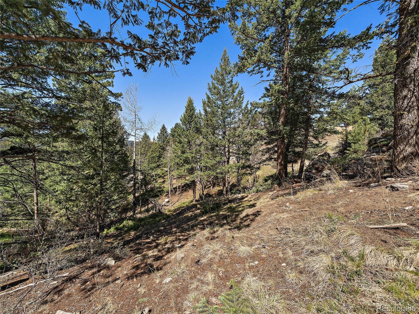 Lynx Lair Road Evergreen, CO 80439 - Photo 8 of 30 a view of a forest with lots of trees