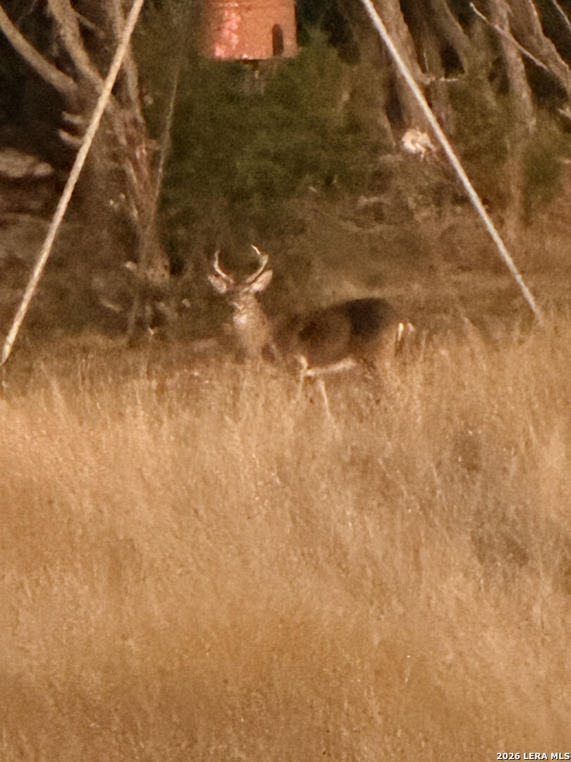 462 Schenk Witkowski Road Rocksprings, TX 78880 - Photo 32 of 63