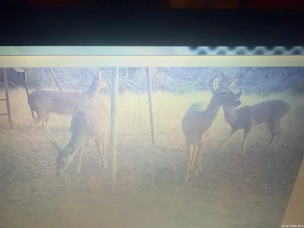 a view of a dry yard