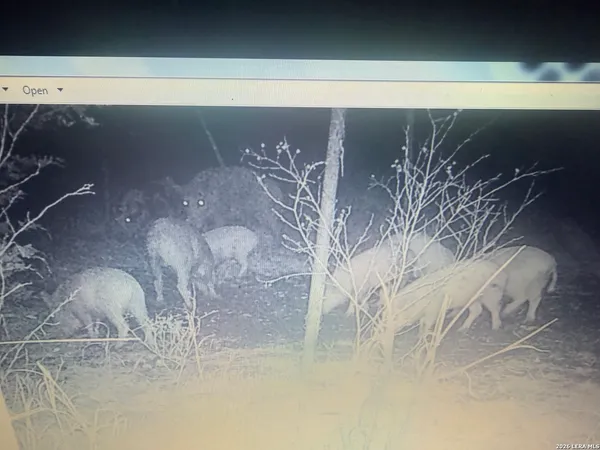 a view of a forest with a tree in the background