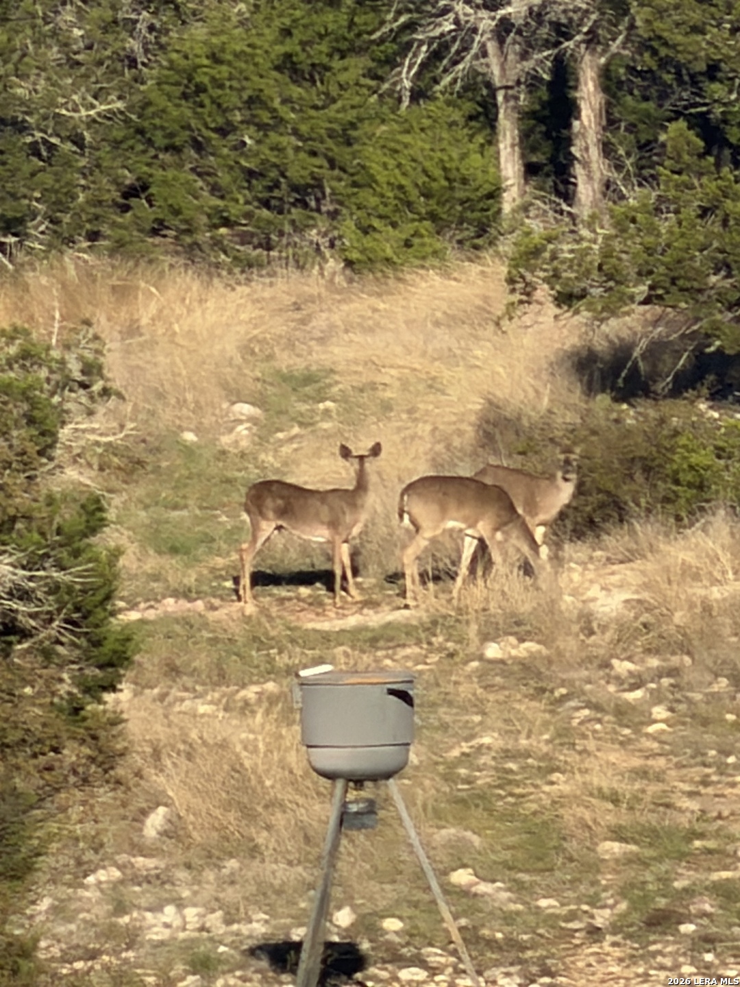 462 Schenk Witkowski Road Rocksprings, TX 78880 - Photo 4 of 63